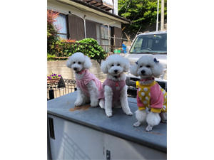 モデル犬卒業後、里親さん宅での様子☆～サンちゃん・スピカちゃん・ココットちゃん～